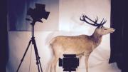 A taxidermy deer.